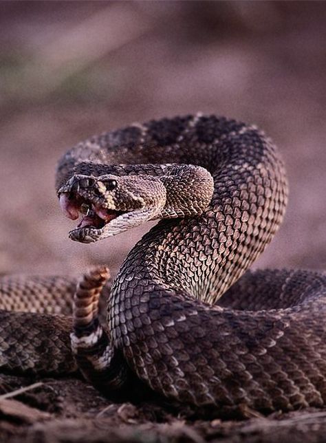 WARNING! The weather is warming up, which means that it's time to start looking out for snakes, especially rattlers or other vipers. Make sure you know how to avoid being bitten, and what to do if you are snapped by one of these lethal reptiles. Rattlesnake Tattoo, Anime Snake, Piercing Snake, Snake Bite Piercing, Snake Photos, Poisonous Snakes, Snake Wallpaper, Snake Drawing, Snake Bite