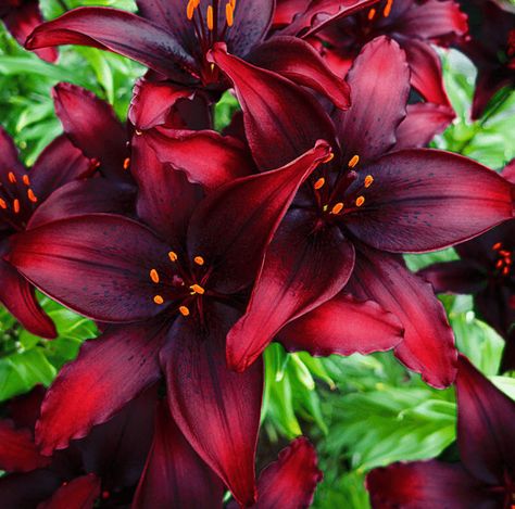 Asiatic Lily, Bulbous Plants, Summer Bulbs, Goth Garden, Summer Flowering Bulbs, Perennial Bulbs, Lily Bulbs, Fall Bulbs, Asiatic Lilies