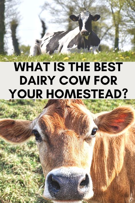 Guernsey Milk Cows, Ayrshire Cow, Family Milk Cow, Dairy Cow Breeds, Cow Breeds, Types Of Cows, Cow Facts, Farm Tips, Milk Cows