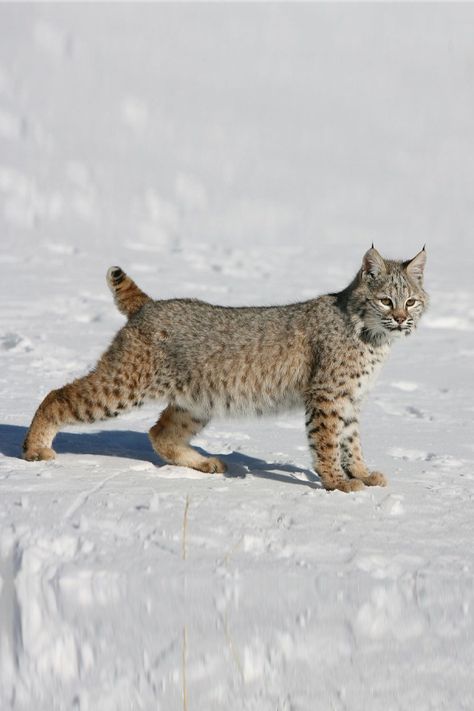 If your cat looks like the description, then you can use the name to describe your cat. Tabby - Tabbies have striped or spotted patterns and a distinctive "M" on their foreheads. Tuxedo - Tuxedo cats have a white chest and paws, with a different color on the rest of their body. They often have white on their face. #catpictures #catpicture #cat #cats #catlover #catoftheday #catsagram #catlovers #catlove #catlife #catloversclub #catofinstagram #catsofworld #catslover #crueltyfreeblogusa Bobcat Pictures, Pixie Bob Cats, Baby Bobcat, Exotic Cat Breeds, Largest Domestic Cat, American Bobtail Cat, Cat Wash, Bob Cat, Kitten Breeds