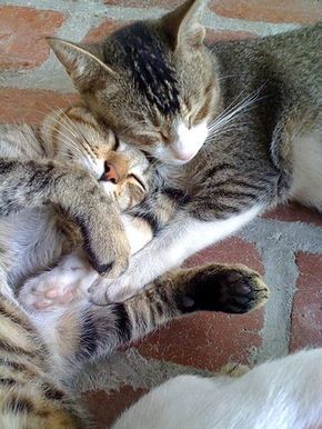 Cute Cat Sleeping, Dog Behavior Problems, Slaap Lekker, Beautiful Cat Breeds, Most Beautiful Cat Breeds, Aggressive Dog, Cat Behavior, Cat Facts, Cat Sleeping