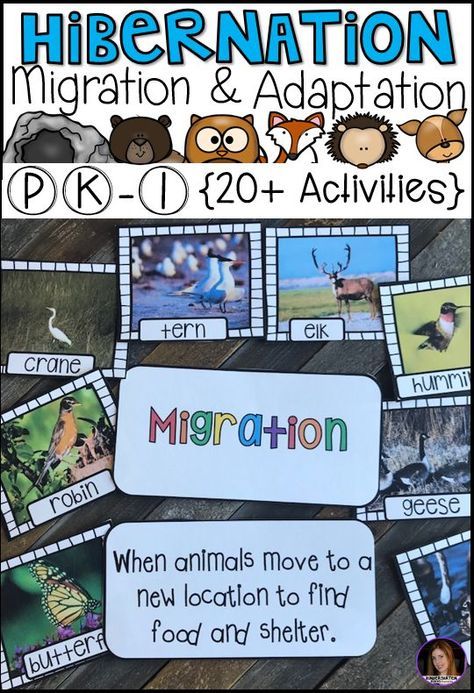 Migration Preschool, Hibernation Migration Adaptation, Hibernation Preschool Theme, Migration Activities, Hibernation Preschool Activities, Adaptations Activities, Hibernation Preschool, Hibernation Activities, Kindergarten Rocks