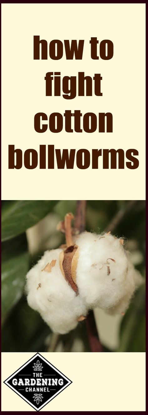 How to fight cotton bollworms in your garden.The adult form is a moth, which is easy to spot. To stop them from destroying your harvest, they must be controlled before adulthood. How To Grow Cotton, Growing Mealworms For Chickens, Harvesting Amaranth, Plants Chickens Wont Destroy, Growing Cotton, How To Treat Bumblefoot In Chickens, Ant Control, Japanese Beetles, Plant Pests