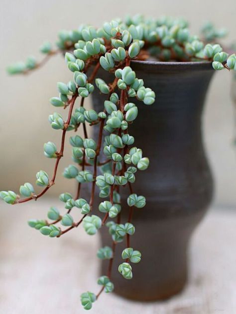 Braunsia maximiliani - Beads Lampranthus | THey're a little string of 'living rocks'!! so cool! Plant Corner, Corner Ideas, Plant Goals, 강아지 그림, House Plants Decor, 자수 디자인, Cactus Y Suculentas, House Plants Indoor, Pretty Plants