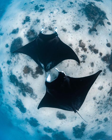 Underwater photography. Manta Rays Manta Ray Photography, Oceanography Marine Biology, Cyanotype Printing, Giant Manta, Sting Rays, Bookings Available, Monochrome Painting, Manta Rays, Water Aesthetic