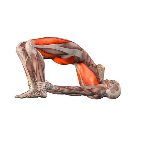 Setu Bandhasana, Yoga Muscles, Quick Yoga, The Splits, Yoga Anatomy, Yoga Positions, Yoga Moves, Cool Yoga Poses, Power Yoga