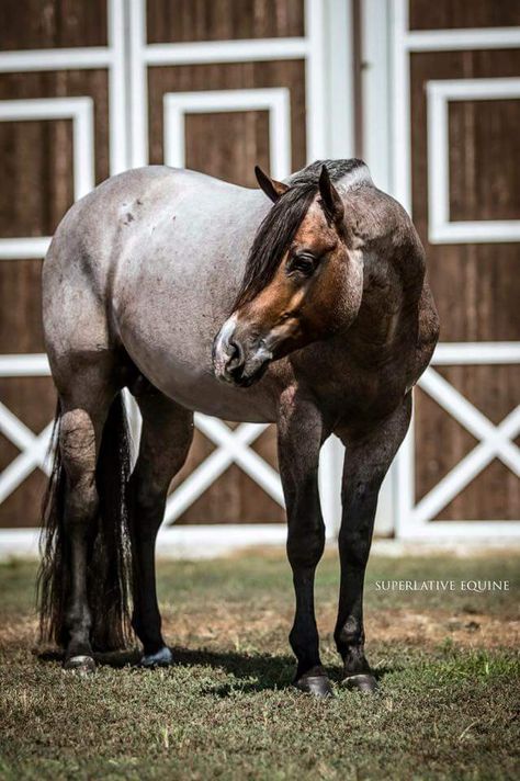 VS Flatline Horse Crazy Girl, Beautiful Horse Pictures, American Quarter Horse, Horse Aesthetic, Most Beautiful Horses, All The Pretty Horses, Horse Crazy, Western Horse, Horse Photos