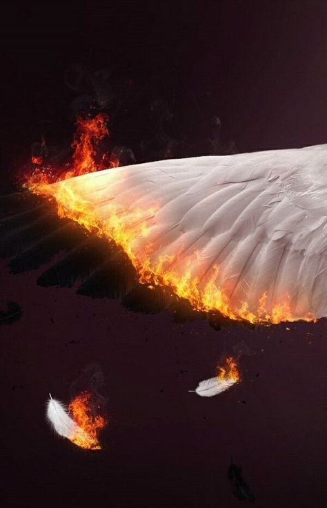 Fire Wings Aesthetic, Wings On Fire Tattoo, Bring Me Back, Devil Aesthetic, Facebook Cover Images, Fire Tattoo, Rise From The Ashes, Bird Wings, Angel Aesthetic