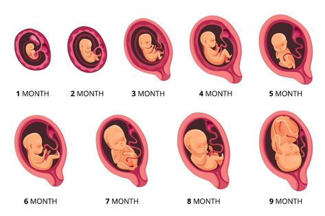 Embryo month stage growth, fetal development vector flat infographic icons. Medical illustration of foetus cycle from 1 to 9 month to birth. Baby Growth Pictures, Stages Of Fetal Development, Infographic Icons, Flat Infographic, Prenatal Development, Cute Toddler Boy, Guide Infographic, Pregnancy Images, Text Cute