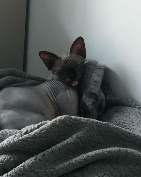 Black Hairless Cat Aesthetic, Black Sphynx Cat Aesthetic, Black Sphinx Cat, Sphinx Cat Aesthetic, Hairless Cat Aesthetic, Sphinx Aesthetic, Sphinx Cat Drawing, Sphynx Aesthetic, Sphynx Cat Aesthetic