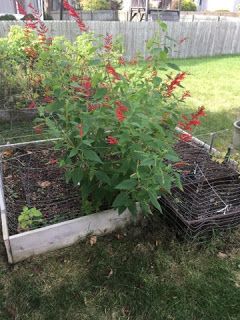 See that gigantic plant?  That was a tiny pineapple sage plant that my friend gave to me at the beginning of summer.  It was one of t... Pineapple Sage Uses, Pineapple Sage Tea, Pineapple Sage Plant, Infused Waters, Sage Tea, Sage Plant, Herb Garden In Kitchen, Pineapple Sage, Fruit And Vegetable Storage