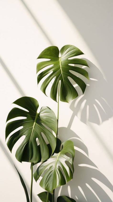 Monstera over white wall shadow plant leaf. | premium image by rawpixel.com / Tung Monstera Plant Aesthetic, Aesthetic Green Background, Monstera Wallpaper, Wall Shadow, Minimalist Iphone Wallpaper, Zen Aesthetic, Shadow Plants, Monkey Pattern, Plant Background