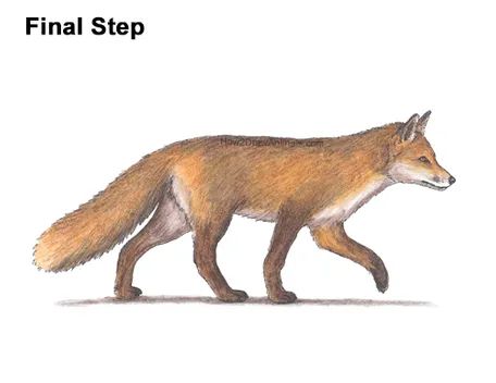 Fox Walking Drawing, Red Fox Drawing, Fox Drawing Sketches, Fox Walking, Box Animals, Side Face Drawing, Red Fox Art, Fox Sketch, Fox Tattoo Design