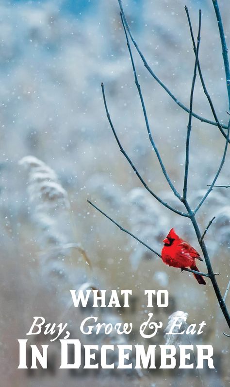 Want to make the most of your month? Here are tips on what is best to buy, grow, and eat in the month of December! #december #savingmoney #thriftyliving #seasonalliving via @merissa_alink Cardinals Wallpaper, Winter Bird, Stock Wallpaper, Bird Silhouette, Water Element, Red Birds, Bird Photography, Winter Photography, Free Wallpaper