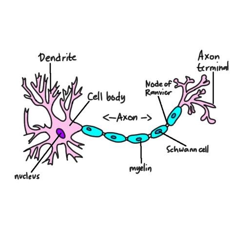 Illustration of a neuron with label. Brain Drawing With Labels, Neuron Illustration, Neuron Drawing, Neuron Diagram, Brain Project, Drawing Notes, Brain Neurons, Brain Drawing, Biology Projects