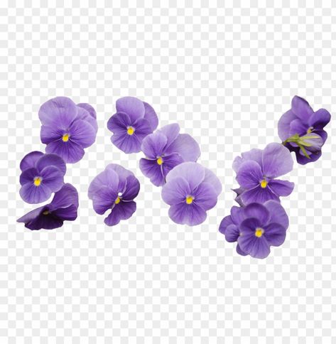 Transparent Images Png, Flowers Without Background, Cute Transparent Png, Flower Png Transparent Background, Flower Transparent Background, Purple Elements, Free Flower Clipart, Flower Bokeh, Tumblr Flower