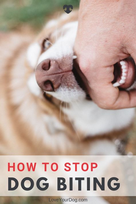 Stop Dog From Biting, Dog Biting Training, Stop Dog Barking, Puppy Biting, Dog Training Advice, Dog Information, Dog Training Techniques, Best Dog Training, Aggressive Dog