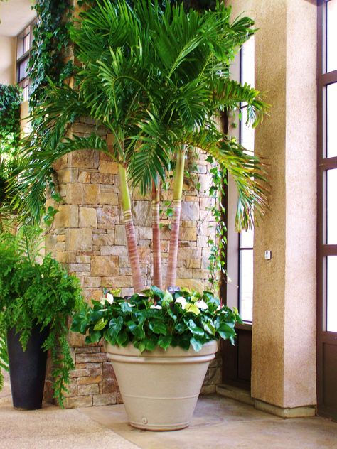 Potted Palm  by Amy Anderson Palm Tree Planters Outdoor, Potted Plants For Shade, Plants Around Pool, Potted Palm Trees, Courtyard Plants, Potted Plants Patio, Pool Plants, Potted Palms, Tattoo Plant