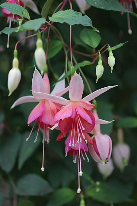 Fuchsia Flower, Fuchsia Flowers, Unusual Flowers, Rare Flowers, The Balcony, Beautiful Flowers Pictures, Unique Flowers, Botanical Flowers, Exotic Flowers