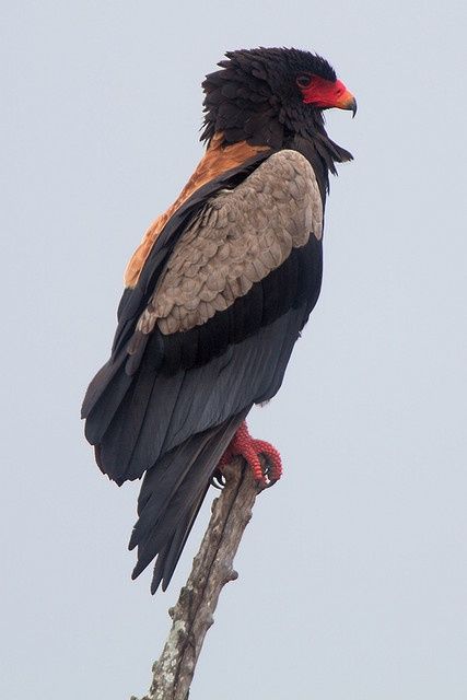 Bateleur Eagle Bateleur Eagle, Pretty Animals, Exotic Birds, Pretty Birds, Colorful Birds, Birds Of Prey, Wild Birds, Animal Photo, Beautiful Creatures