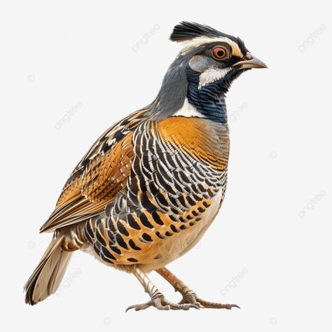 quail bird avian animals with lush plumelets bird quail animals png Quail Bird, Home Library Design, Transparent Image, Library Design, Flash Cards, Png Transparent, Free Png, Png Image, Lush