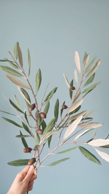 Olive Branch Photography, Olive Branch Aesthetic, Pizza Bear, Olive Branch Art, Olive Tree Leaves, Olive Foliage, Paper Botanicals, Olive Tree Branch, Olive Art