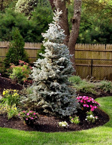 Evergreens - Basics Landscpaing Co., Inc. Blue Spruce Tree Landscaping, Spruce Tree Landscaping, Pine Tree Landscaping, Tree Landscaping Ideas, Evergreen Trees Landscaping, Colorado Landscaping, Tree Landscaping, Blue Spruce Tree, Evergreen Landscape