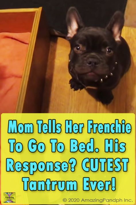 Baby French Bulldog, Crazy Dogs, French Bulldog Funny, Bulldog Funny, Frenchie Bulldog, Frenchie Puppy, Cute French Bulldog, Super Cute Animals, Dog Pet Beds