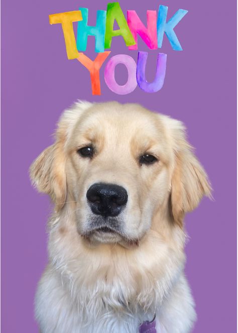 Send a digital thank you card or Download and print it. Cute cards from the dog to use over and over again. Thank You For Birthday Wishes, Try Not To Smile, Thank You Images, Dog Greeting Cards, Printable Thank You Cards, May 2023, Dog Images, Card Printable, Card Card