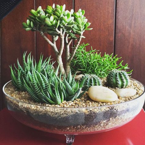 Mini Cactus Garden, Kaktus Dan Sukulen, Dekoratívne Vence, Diy Cactus, Succulent Garden Indoor, Tanaman Indoor, Succulent Garden Design, Succulent Garden Diy, Dish Garden