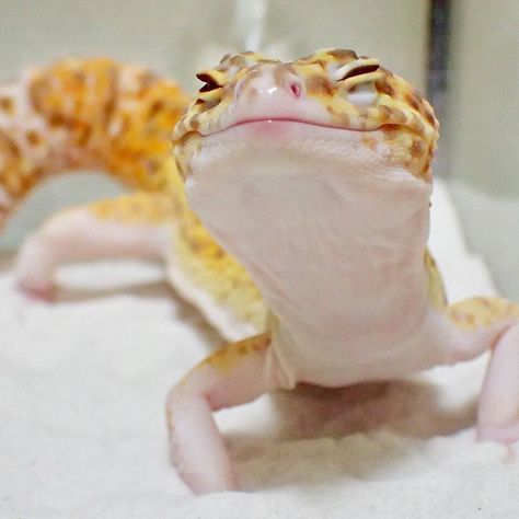 Leopard Gecko Cute, Funny Lizards, Cute Gecko, Cute Lizard, Cute Reptiles, Leopard Gecko, Reptiles Pet, Reptiles And Amphibians, Exotic Pets