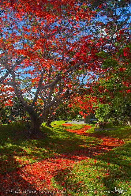 The Red Carpet under Flame Trees (Delonix regia) at the La… | Flickr Endless Summer Vacation, Travel Bus, Delonix Regia, Mariana Islands, Flame Tree, National Parks Photography, Northern Mariana Islands, Autumn Scenes, Colorful Trees