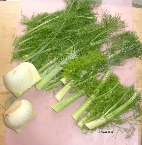 Gardening along the creek...: What to do with Fennel stalks What To Do With Fennel, Fennel Stalks, Pickled Fennel, Zucchini Side Dishes, Fennel Pollen, Food Forest Garden, Fennel Recipes, Roasted Fennel, Veggie Stock