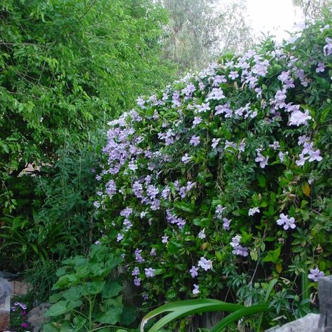 Violet Trumpet vine (front of house) Purple Trumpet Vine, Lavender Trumpet Vine, Wild Onions, Trumpet Vine, Cherries Jubilee, Vine Tattoos, Yard Design, Front Of House, Garden Of Eden