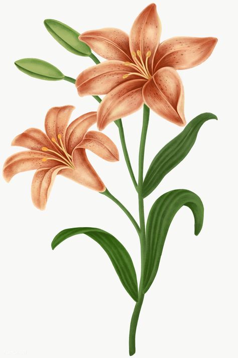 Lily Flower Aesthetic Wallpaper, Lily Flower Aesthetic, Aesthetic Wallpaper Ipad, Flower Aesthetic Wallpaper, Vintage Rose Bouquet, Flower Transparent, Leaf Png, Artistic Furniture, Flower Mobile