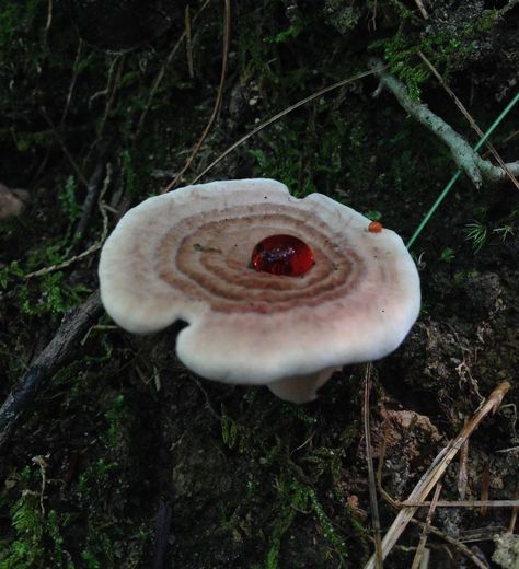 dew in the folds of grass body (@grass_______body) posted on Instagram • Oct 4, 2021 at 11:01pm UTC Forest Fairy Aesthetic, Mystical Mushrooms, Mossy Tree, Chicken Of The Woods, Mushroom Pictures, Chicken Mushroom, Slime Mould, Plant Fungus, Goblin Core