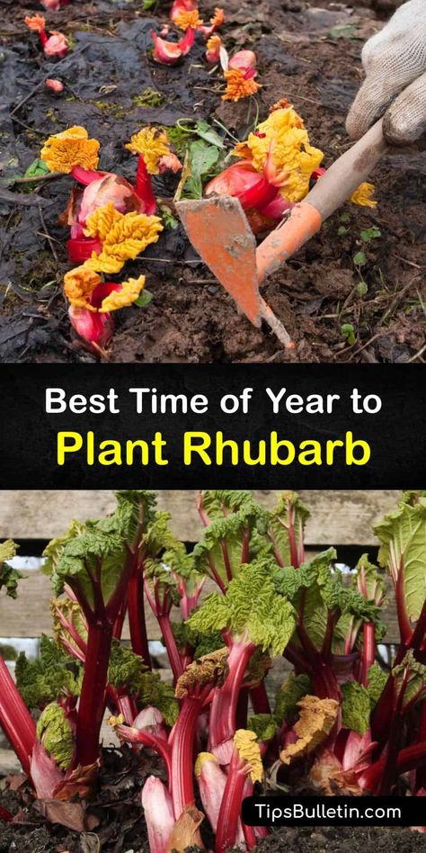 Planting Rhubarb, Growing Rhubarb In Containers, Rhubarb Plants How To Grow, Rhubarb Companion Plants, Rhubarb Growing, Eatable Garden, Wild Rhubarb Plant, When To Harvest Rhubarb, Indian Rhubarb Plant