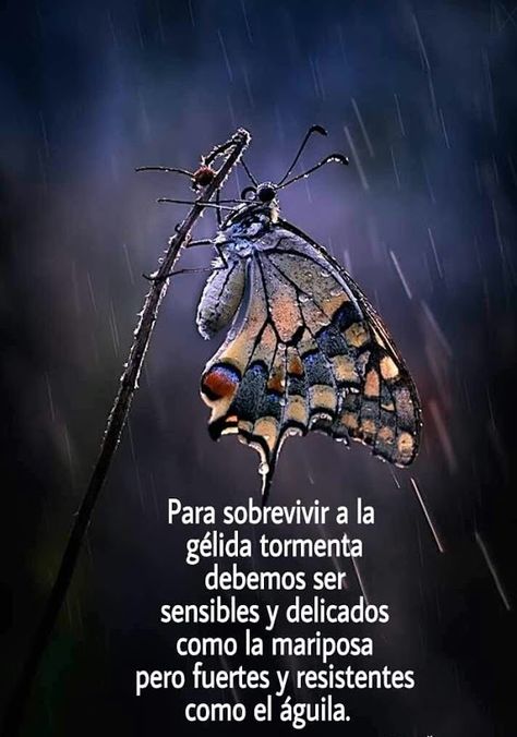 Imagenes Con Frases Para Reflexionar Sobre La Fortaleza Animal Sounds, Butterfly Kisses, Summer Rain, Beetles, Dragonflies, A Butterfly, In The Rain, Beautiful Butterflies, Macro Photography