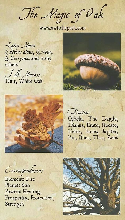 Magickal Herbs, Witch Herbs, Green Witchcraft, Tree Magic, Witch Garden, Magic Herbs, Eclectic Witch, Magick Spells, Magical Herbs