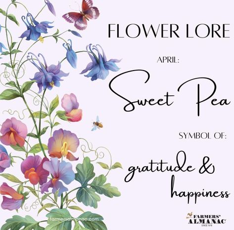 Sweet Pea Meaning, Flowers For Each Month, April Flower, Farmers Almanac, Sweet Pea Flowers, April Flowers, Diy Furniture Decor, Flower Meanings, Annual Flowers