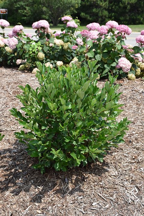 Low Scape Hedger Aronia (Aronia melanocarpa 'UCONNAM166') at Gertens Aronia Low Scape Mound, Outdoor Pots, Fence Landscaping, Bedding Plants, Types Of Soil, Small Plants, Outdoor Landscaping, Trees And Shrubs, Fall Foliage