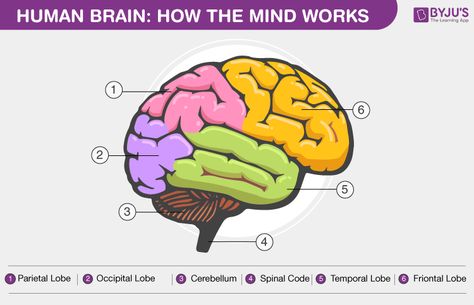 Human Brain Cerebrum Function, Ar Book, Human Brain Anatomy, Brain Diagram, Human Nervous System, Brain Drawing, Occipital Lobe, Peripheral Nervous System, Cerebral Cortex