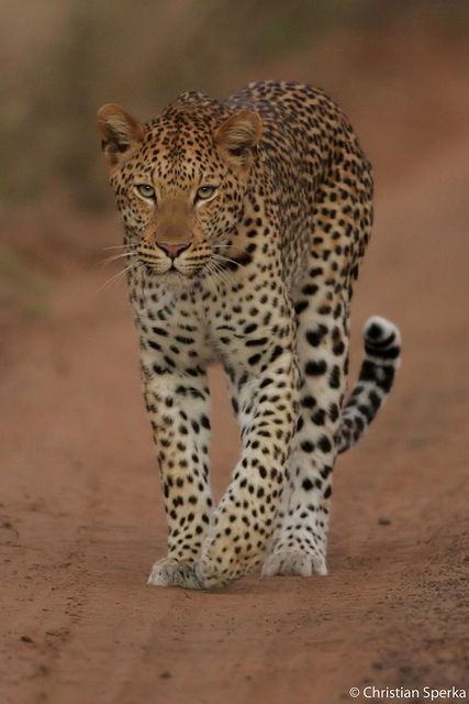 African Leopard, African Travel, Exotic Cats, Majestic Animals, Cat Family, Large Cats, African Animals, Leopards, Beautiful Cats