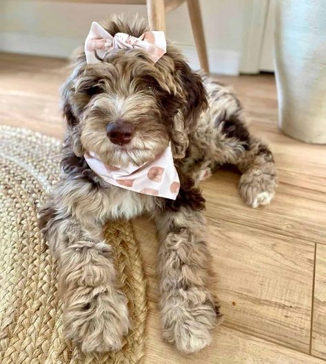 Grey Labradoodle, Aussiedoodle Full Grown, Merle Doodle, Merle Labradoodle, Bougie Dog, Labradoodle Full Grown, Merle Poodle, Merle Dogs, Doodle Haircuts