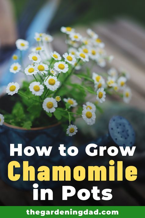 Did you know you can grow chamomile all year, no matter where you live?  Learn How to Grow Chamomile in Pots with easy to follow steps and expert tips!  #chamomile #herbs #gardening Chamomile Plant In Pot, Growing Chamomile Indoors, Potted Chamomile, How To Grow Chamomile, Grow Chamomile, Allotment Planning, Herbal Living, Garden Spells, Chamomile Growing