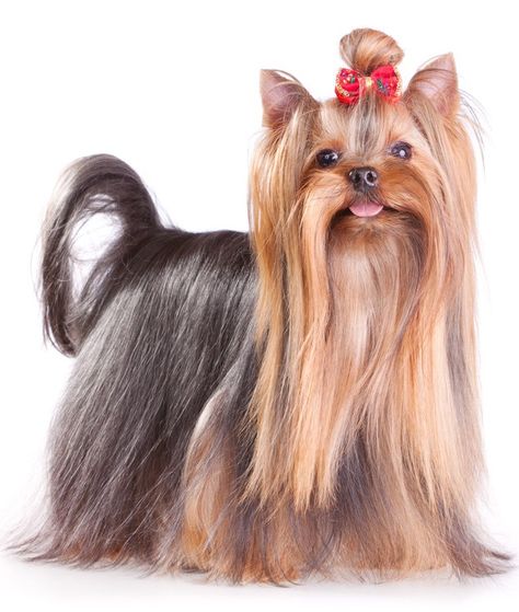 yorkie-showgroom1 Dog Grooming Styles, Top Dog Breeds, Dog Instagram, Training Dogs, Grooming Style, Havanese Puppies, Havanese Dogs, Pet Businesses, Breed Dogs