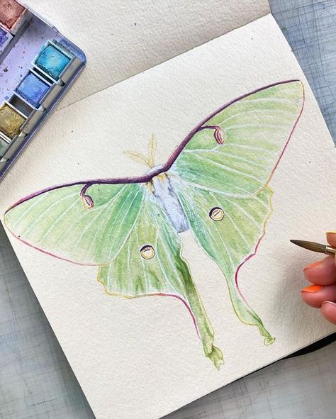 Lunar Moth Watercolor, Watercolor Luna Moth, Lunar Moth Sketch, Luna Moth Watercolor, Lunar Moth Painting, Moon Moth Drawing, Luna Moth Tattoo Color, Lunar Moth Drawing, Luna Moth Drawing