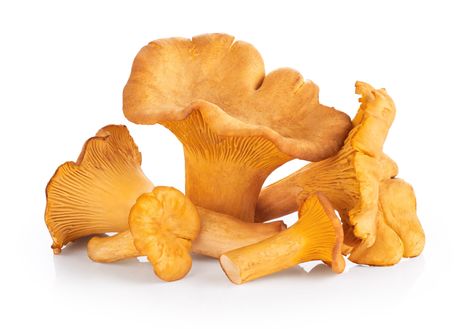 Chanterelle mushroom health benefits healthy liver, brain, hypertension. Side effects heavy metal toxicity Chanterelle Mushroom Tattoo, Chantrell Mushrooms, Mushroom Reference, Golden Chanterelle, Holiday Soups, Chanterelle Mushrooms, Risotto Dishes, Mushroom Varieties, Botanical Photography