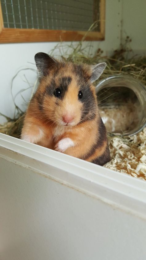 Hamster Homes, Hamster Pics, Guinea Pig Breeding, Hamster Stuff, Hamster Life, Baby Pets, Hamster Habitat, Baby Hamster, Hamster Cages