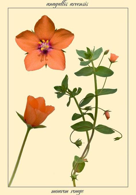 Scarlet pimpernel - herbarium Pimpernel Flower, Scarlet Pimpernel, Light Vs Dark, The Scarlet Pimpernel, Visual Library, Library Inspiration, Star Crossed Lovers, Drawing Prompt, Wallpaper Art